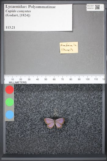 Media type: image;   Entomology 52701
